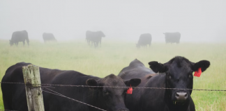 Fosfato bicálcico está na ponta da agroindústria da carne