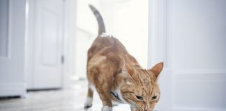 Problemas no sistema urinário de pets necessitam de cuidados essenciais Problemas no sistema urinário de pets necessitam de cuidados essenciais