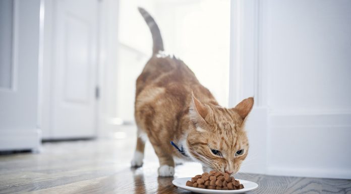 Problemas no sistema urinário de pets necessitam de cuidados essenciais
