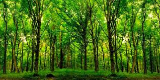 Dia Nacional de Proteção às Florestas é comemorado em 17 de julho