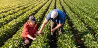 Agricultura familiar impacta produção de biodiesel