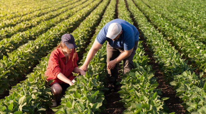 Agricultura familiar impacta produção de biodiesel