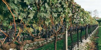 Salton reforça seu compromisso com a sustentabilidade