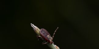 Febre maculosa: país notifica 36.497 casos entre 2007 e 2021 Febre maculosa: país notifica 36.497 casos entre 2007 e 2021