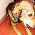 Operação Policial resgata animal vítima de maus tratos e tutor acaba preso em Botucatu