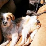 Botucatu: Mulher é presa por abandono e maus-tratos de animais