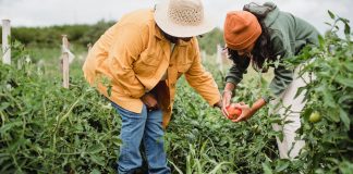 Governo quer 30% da merenda escolar fornecida por agricultores familiares Governo quer 30% da merenda escolar fornecida por agricultores familiares