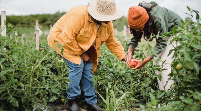 Governo quer 30% da merenda escolar fornecida por agricultores familiares
