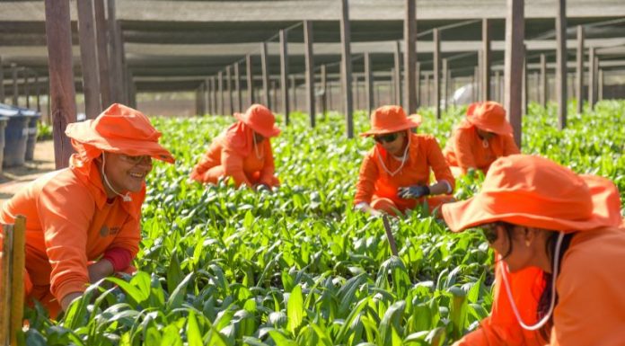 Grupo BBF já gerou mais de 1.400 empregos em 2023 Grupo BBF já gerou mais de 1.400 empregos em 2023