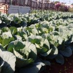 Botucatu: Hortas comunitárias produzem verduras e legumes a preços acessíveis