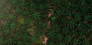 Grupo BBF desenvolve Agronegócio sustentável na região Amazônica Grupo BBF desenvolve Agronegócio sustentável na região Amazônica