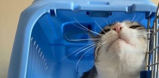 Manual da IATA designa normas para transporte aéreo de pets Manual da IATA designa normas para transporte aéreo de pets