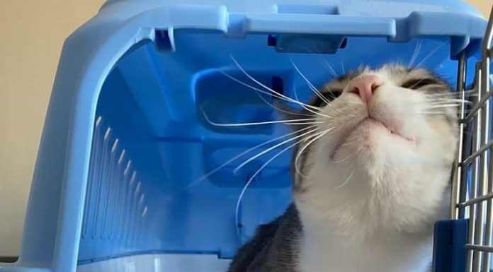 Manual da IATA designa normas para transporte aéreo de pets
