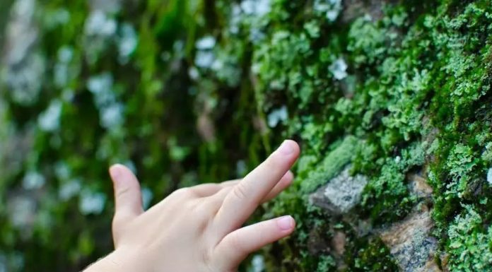 Crianças devem ser incluídas em decisões sobre a proteção da região amazônica