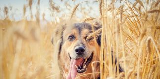 Inclusão de fibras na dieta dos pets melhora o funcionamento do trato digestivo Inclusão de fibras na dieta dos pets melhora o funcionamento do trato digestivo