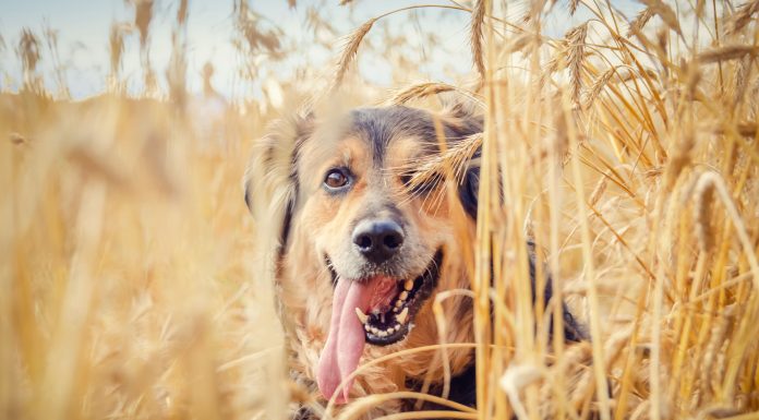 Inclusão de fibras na dieta dos pets melhora o funcionamento do trato digestivo Inclusão de fibras na dieta dos pets melhora o funcionamento do trato digestivo