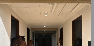 Paraná irá sediar Academia Brasileira do Cavalo