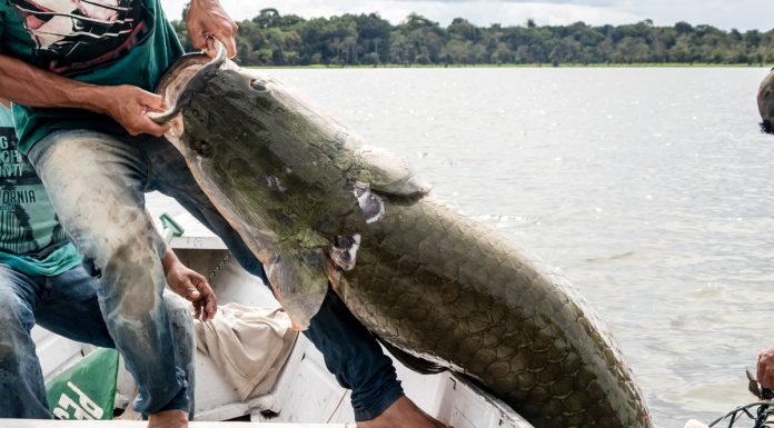 Pirarucu de manejo da Amazônia rompe fronteira nacional