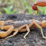 Botucatu: Saúde orienta sobre prevenção a proliferação contra escorpiões