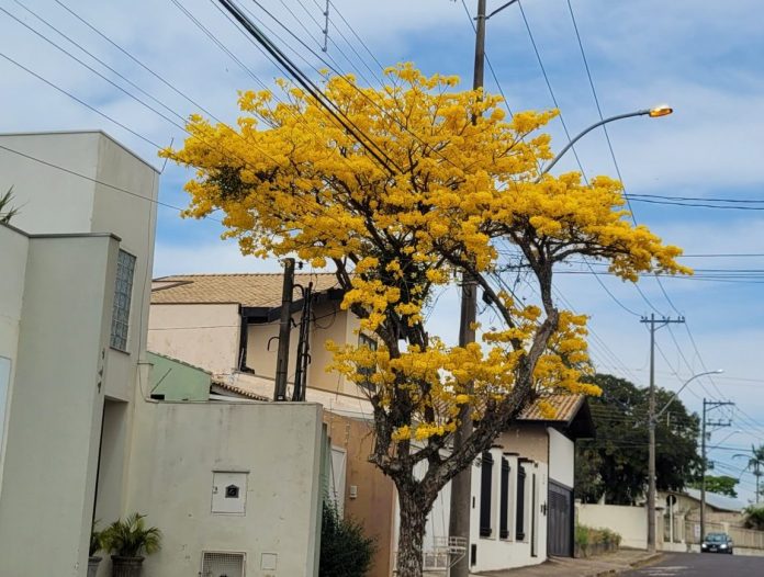 ipe amarelo Jd Bom Pastor