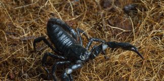 SP registra 42,1 mil acidentes com escorpiões em 2022 SP registra 42,1 mil acidentes com escorpiões em 2022