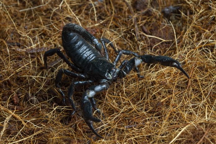 SP registra 42,1 mil acidentes com escorpiões em 2022