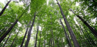 Dia da Amazônia ressalta a degradação e os desafios para sua conservação