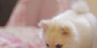 Homeopet apresenta novo rebranding e posicionamento Homeopet apresenta novo rebranding e posicionamento