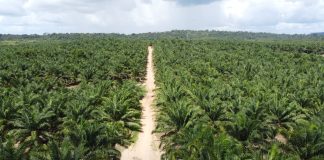 Grupo BBF plantará mais de 40 milhões de árvores até 2030 Grupo BBF plantará mais de 40 milhões de árvores até 2030