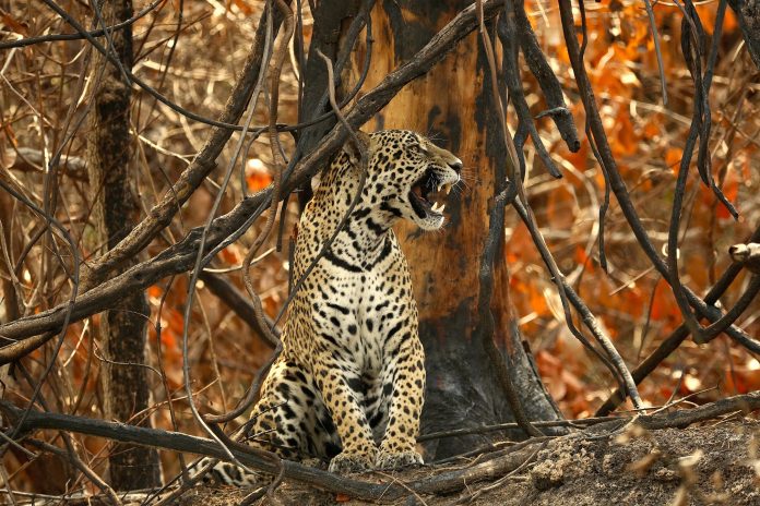 Canon do Brasil anuncia parceria para o documentário 'Duas Irmãs' Canon do Brasil anuncia parceria para o documentário 'Duas Irmãs'