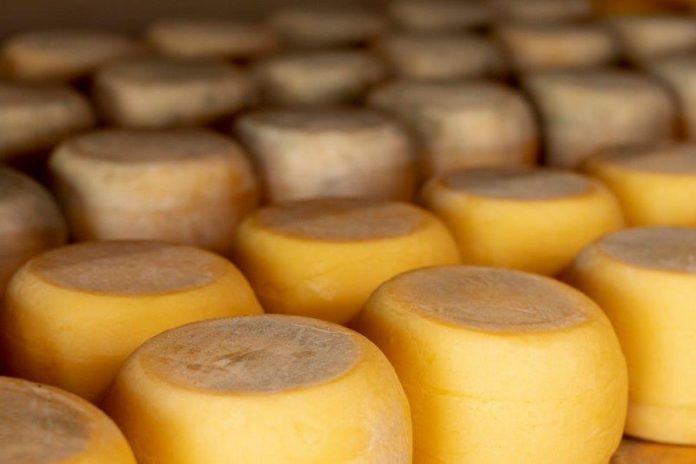 Clássico queijo meia cura é premiado na 6° Mundial do Queijo