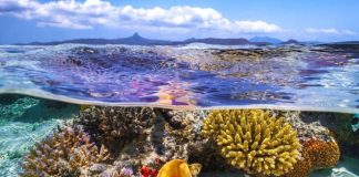 Oceanos respondem por 50% do oxigênio do planeta Oceanos respondem por 50% do oxigênio do planeta