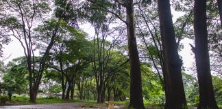 Consolare mapeia áreas verdes em cemitérios de São Paulo Consolare mapeia áreas verdes em cemitérios de São Paulo