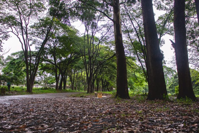 Consolare mapeia áreas verdes em cemitérios de São Paulo