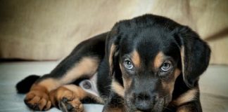 Dia Nacional de Adotar um Animal promove posse responsável Dia Nacional de Adotar um Animal promove posse responsável