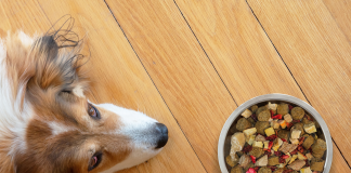 Alimentação é o segmento que mais fatura no setor pet Alimentação é o segmento que mais fatura no setor pet