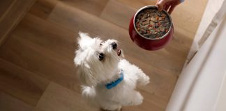 Veterinário destaca os benefícios dos alimentos úmidos para cães e gatos