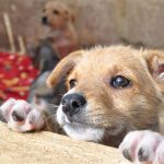 Botucatu: Prefeitura fará mutirão de castração gratuita para cães