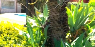 Ingrid Thurm ministra em São Paulo curso de fermentação natural Ingrid Thurm ministra em São Paulo curso de fermentação natural