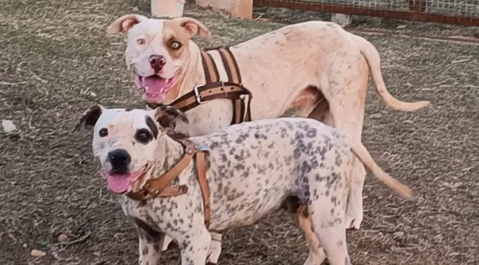 Botucatu: Dois pitbulls foram abandonados na região da Cascata da Marta; Protetoras pedem ajuda por lar temporário