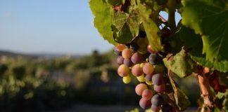 Mudanças climáticas podem impactar na produção de vinhos