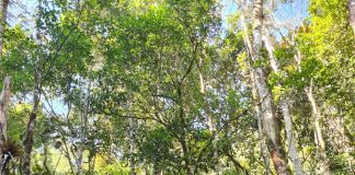 Projeto oferece “banho de floresta” para crianças e jovens em Juquitiba Projeto oferece “banho de floresta” para crianças e jovens em Juquitiba