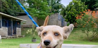 Corro Com Elas Run e ONG Paraíso dos Focinhos se unem em evento esportivo Corro Com Elas Run e ONG Paraíso dos Focinhos se unem em evento esportivo