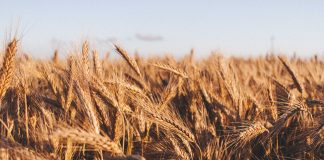 Trigo: boas safras colocam Brasil em destaque