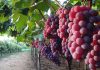 Uva em Jundiaí (SP) tem registro de Indicação Geográfica