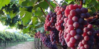 Uva em Jundiaí (SP) tem registro de Indicação Geográfica Uva em Jundiaí (SP) tem registro de Indicação Geográfica