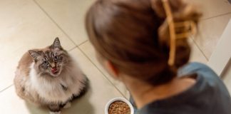 Nutrição terapêutica possibilita mudanças no cuidado com animais