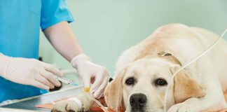 Câncer em pets é responsável pelo grande número de mortes Câncer em pets é responsável pelo grande número de mortes