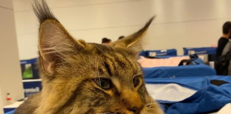 Evento terá 150 gatos, concurso felino e ação solidária Evento terá 150 gatos, concurso felino e ação solidária