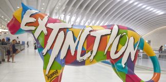 Jaguar Parade: mostra dedicada às onças-pintadas chega ao Rio de Janeiro em 2024 Jaguar Parade: mostra dedicada às onças-pintadas chega ao Rio de Janeiro em 2024